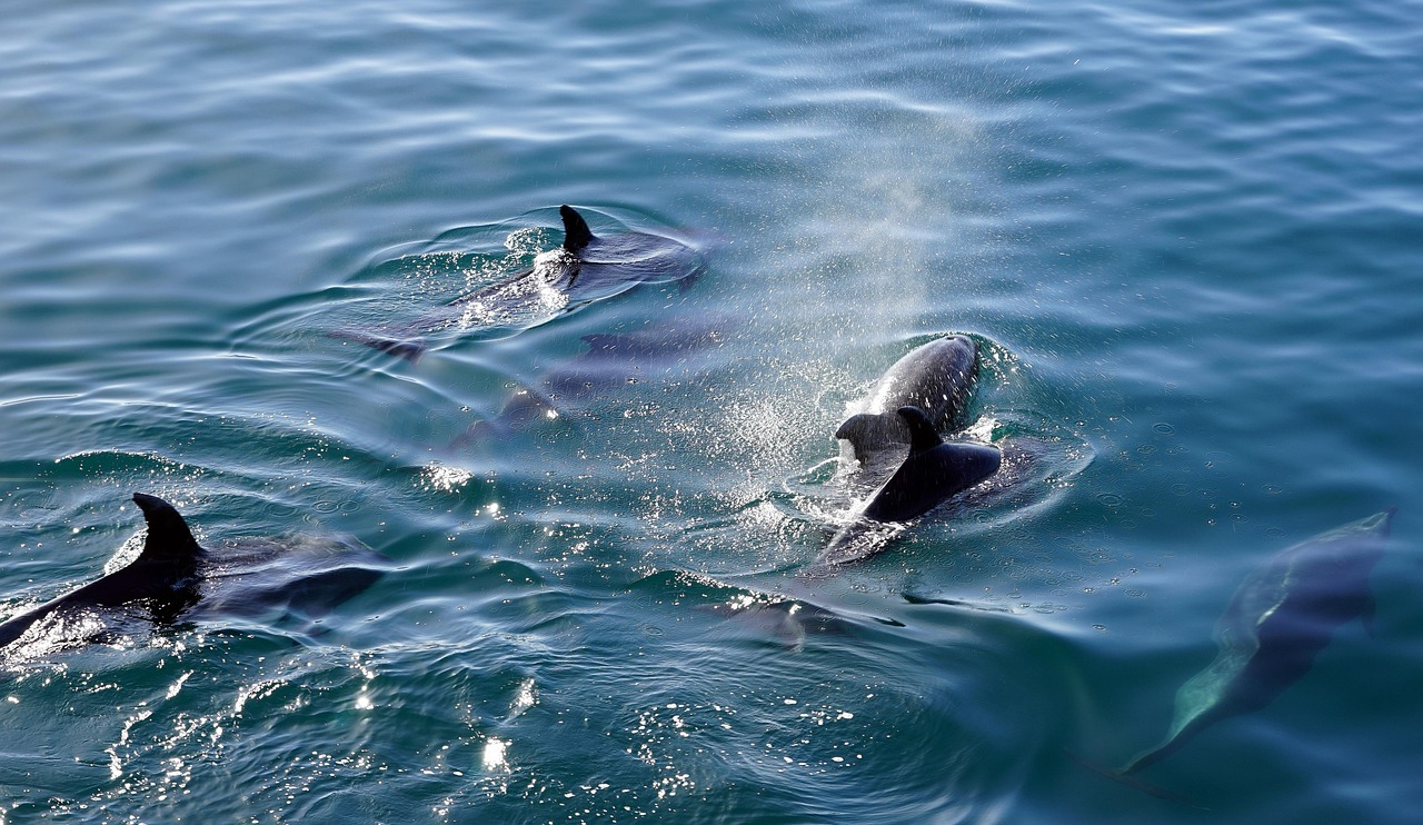 dolphins in the sea