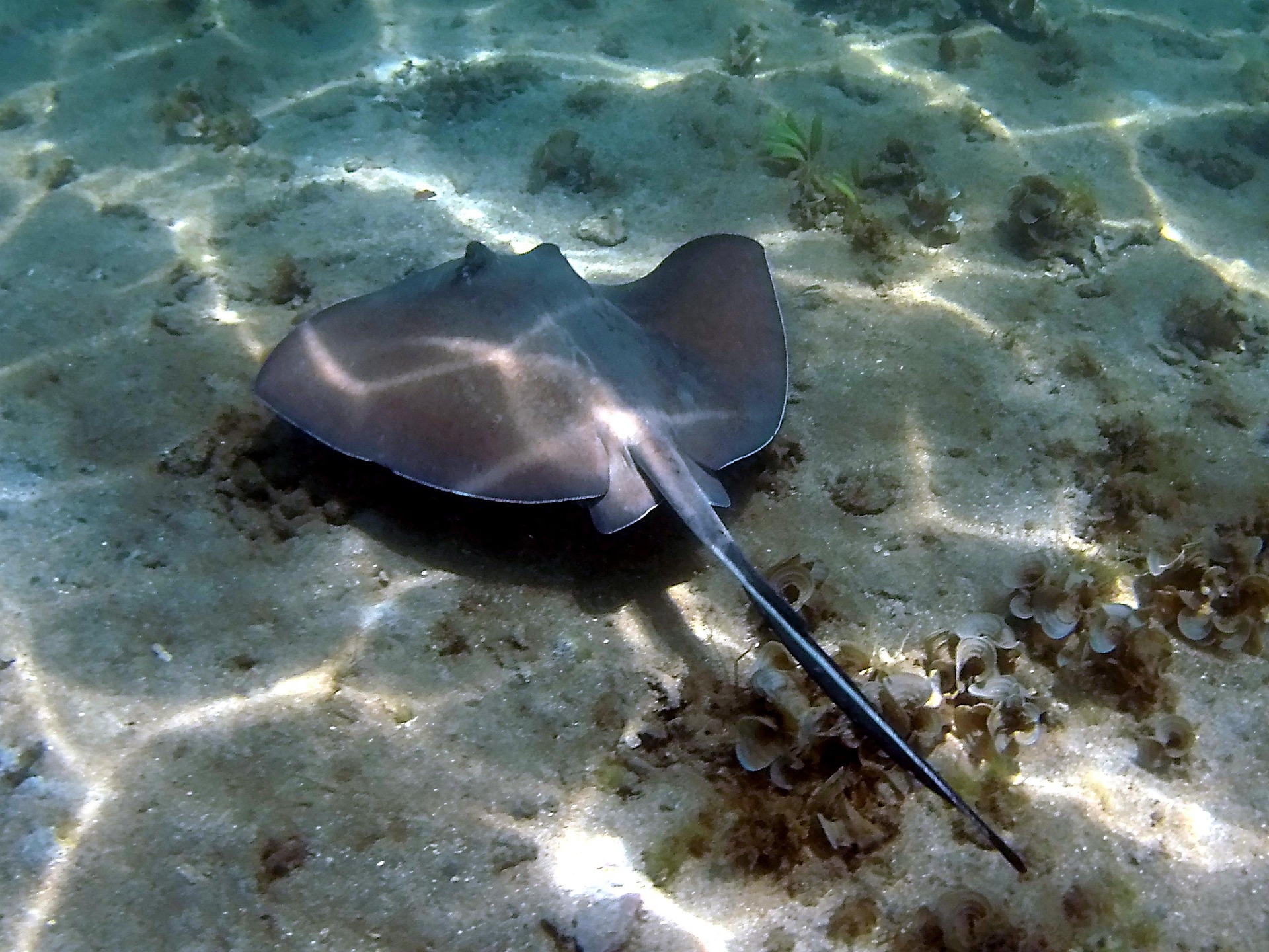 stingray